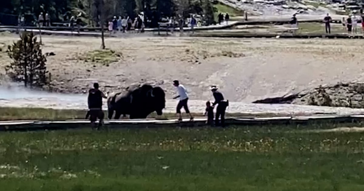 Watch Watch: Bison gores Yellowstone visitor – Latest News