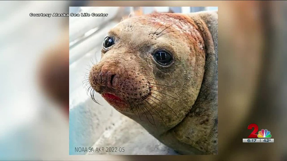 Watch Alaska SeaLife Center sees rare first rescue patient of the year – Latest News