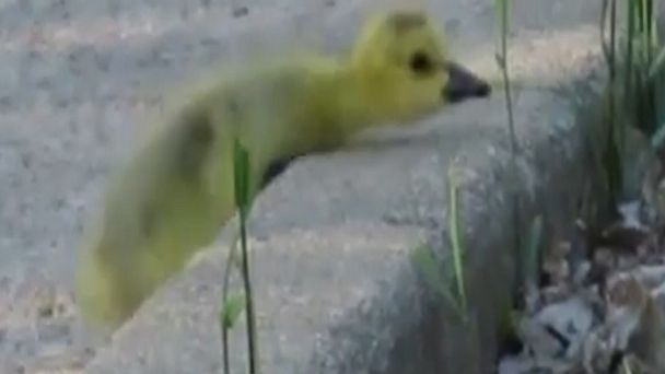 Watch Video Gosling tries to keep up with family – Latest ABC News