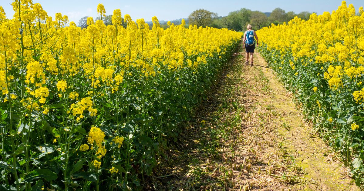 Watch UK heatwave could trigger deadly episode for millions – Latest News