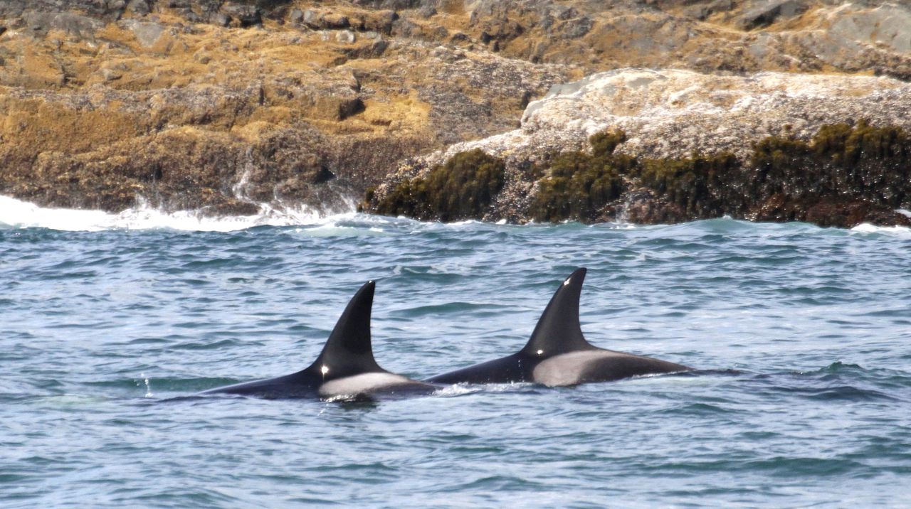 Watch Orca sightings along the Oregon coast are up, and so are their populations – Latest News