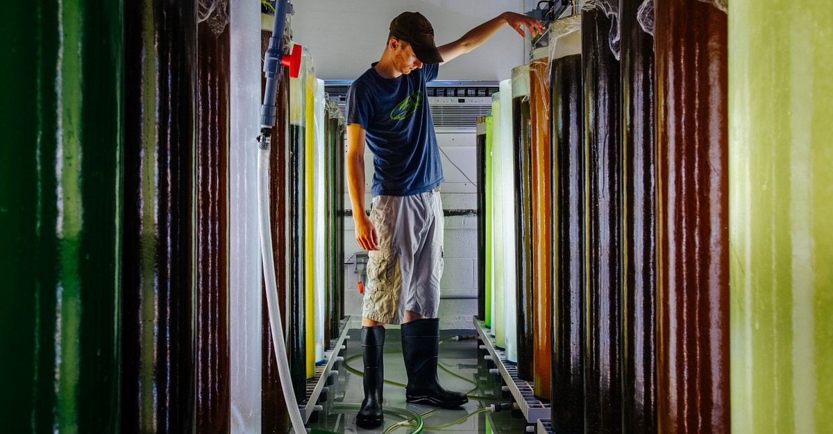 Watch Kelp Is Weirdly Great at Carbon Removal – Latest News