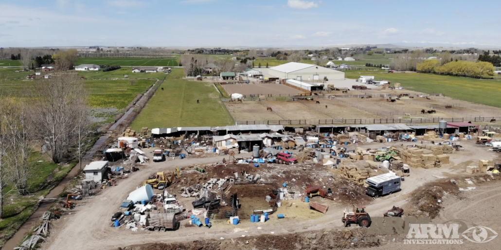 Watch Idaho Falls feedlot being investigated for alleged animal abuse and illegal activity – Latest News