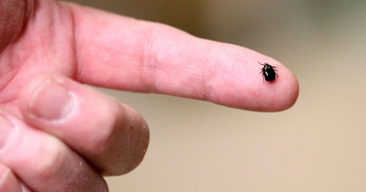 Watch Hamilton included in Ontario’s ‘estimated risk areas’ for Lyme disease – Hamilton – Latest News