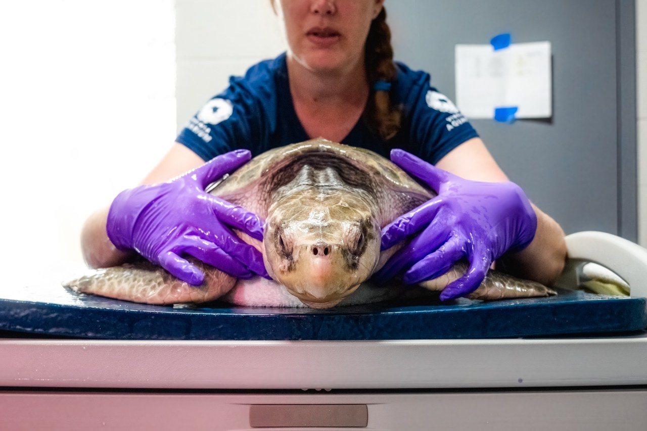 Watch 7 endangered sea turtles recovered by Virginia Aquarium’s Stranding Response Team – Latest News