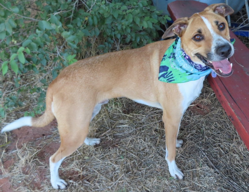 Watch Photos: Adoptable animals from OKC Animal Welfare – Latest News